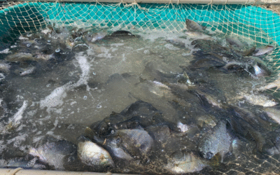Why Fall Stocking Is the Best Time to Introduce Bluegill to Your Pond