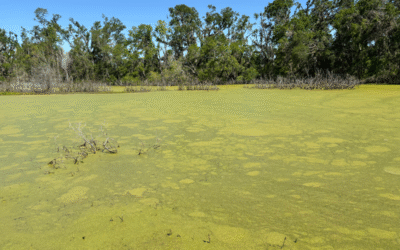 The Consequences of a Neglected Pond