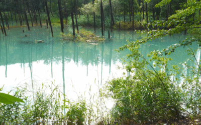 Pond Dye vs. Fertilizer: What’s the Better Way to Reduce Water Clarity?