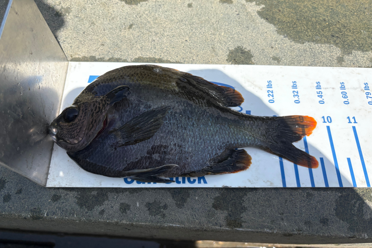 Consequences of a Neglected Pond