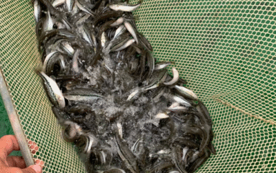 Choosing the Right Stocking Method: How We Ensure Healthy Fish in Every Pond