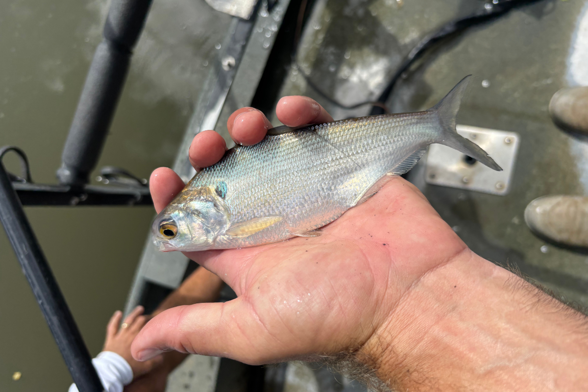 Boosting Bass Forage