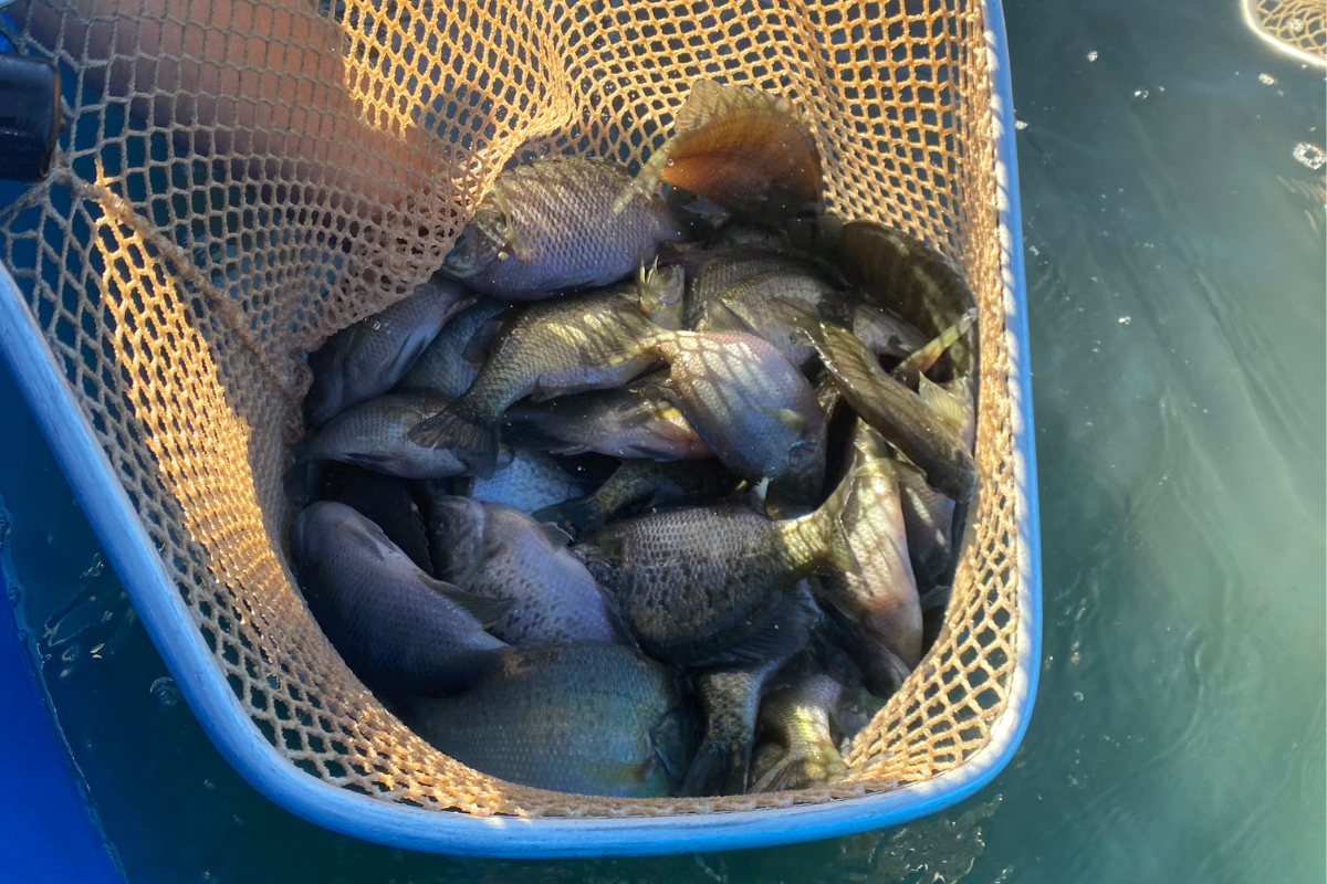 Boosting Bass Forage