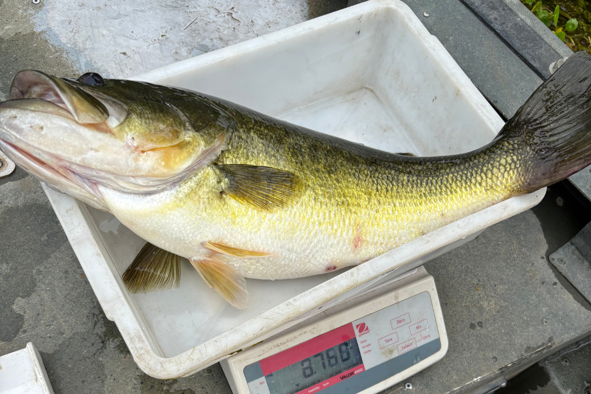 Maintaining a Balanced Pond