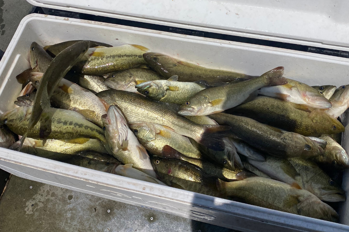 Maintaining a Balanced Pond