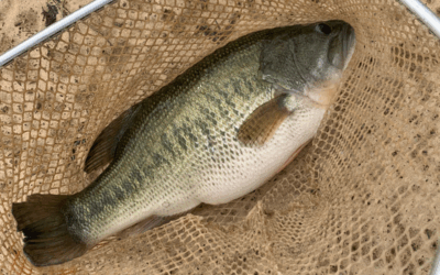 How to Maintain a Balanced Pond: Keeping Predator and Prey Populations in Check