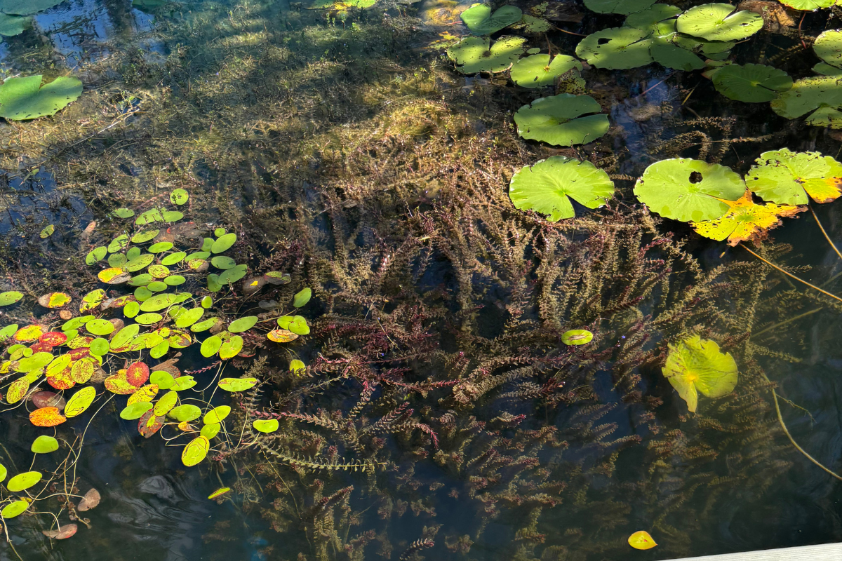 Spraying Pond Vegetation