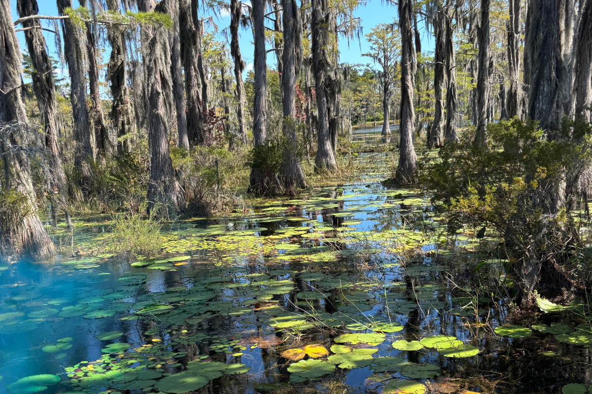 Spraying Pond Vegetation