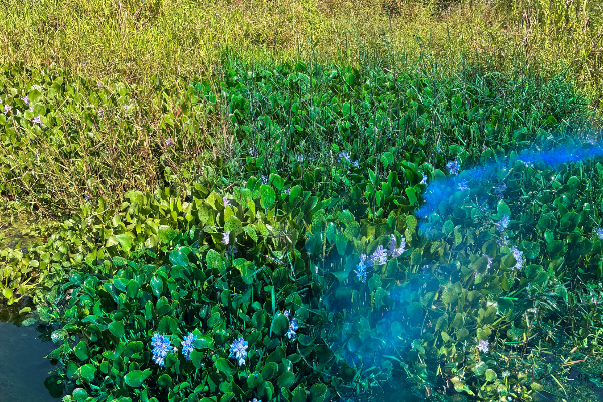 Spraying Pond Vegetation