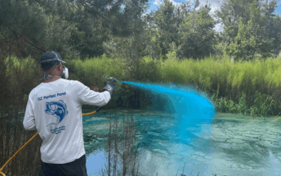 Precautions for Spraying Pond Vegetation in an Overgrown Pond