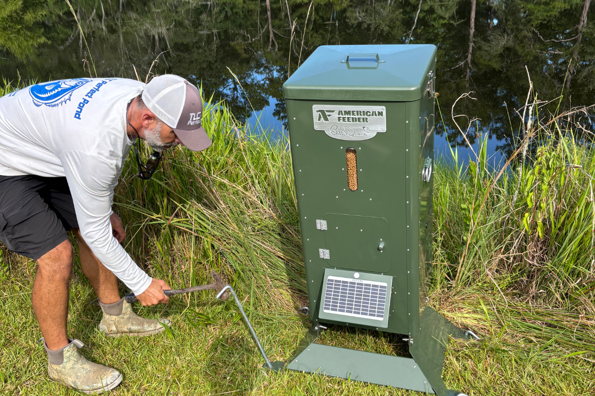 Bluegill Feed Adjustment