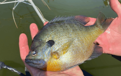 Getting It Just Right: How to Adjust Your Bluegill Feed for a Healthier Pond