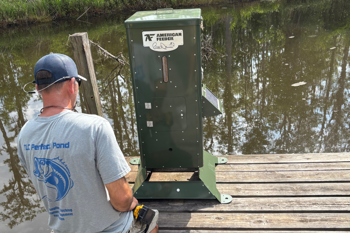 Bluegill Feeding Schedule Adjustment