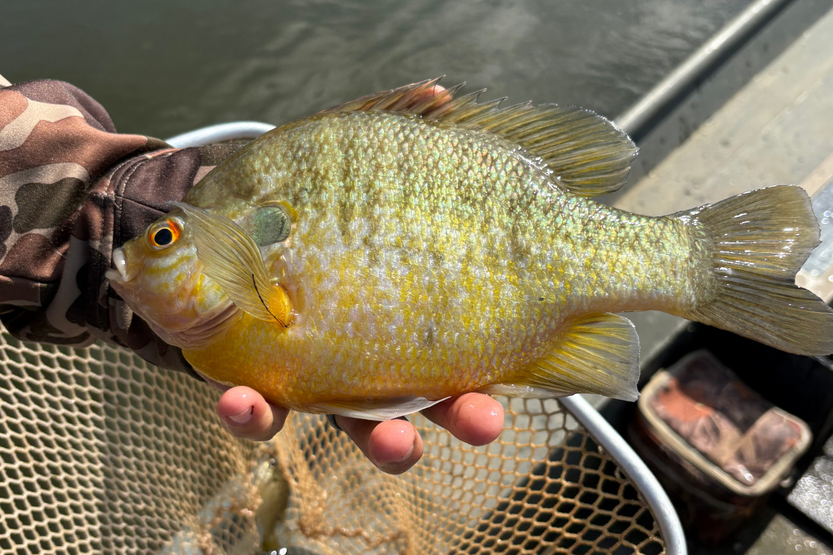 Bluegill Feeding Schedule Adjustment