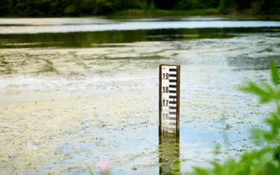 How Low Pond Water Level Impacts Fish Populations — And What to Do During a Drought