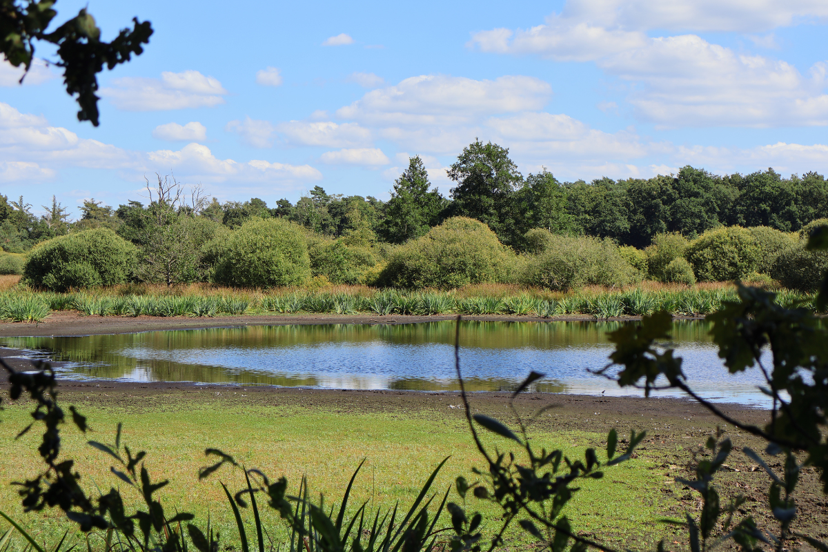 Low Pond Water Level