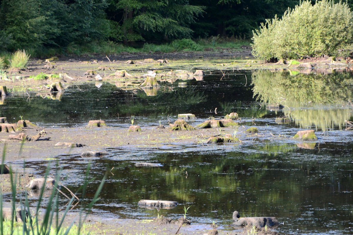 Low Pond Water Level