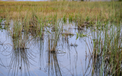 How Lower Water Levels Can Improve Natural Habitat Around Your Pond