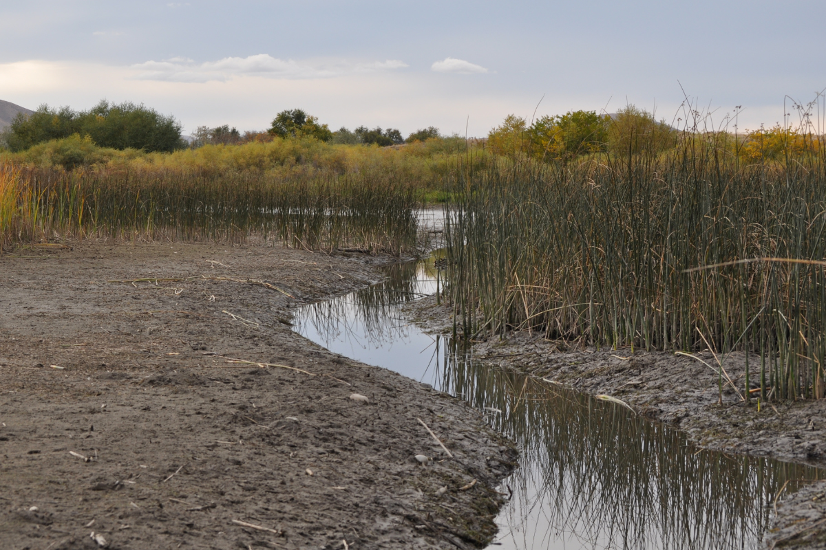 Low Water Levels Creating Natural Habitat in Ponds