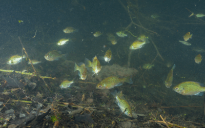 Why You Can’t See Fish in Your Pond (and Why That’s Normal)
