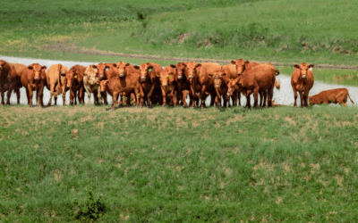 Livestock and Pond Water Quality