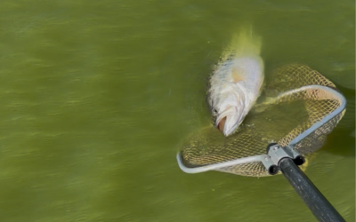 Fish Shocking Explained: Why It’s Safe and Essential for Pond Management