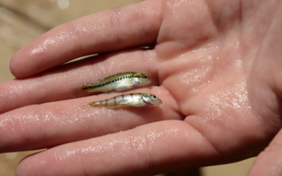 Bass Spawning Season: Preparing Your Pond for a Successful Spawn