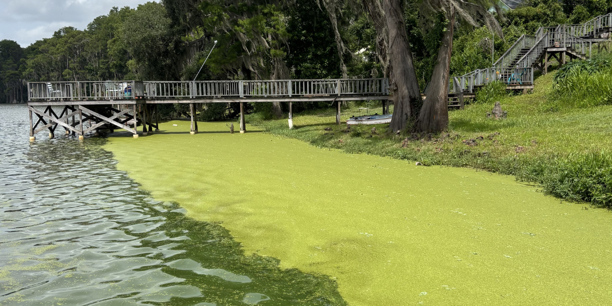 Aquatic Vegetation and Weed Control Articles from TLC Perfect Pond