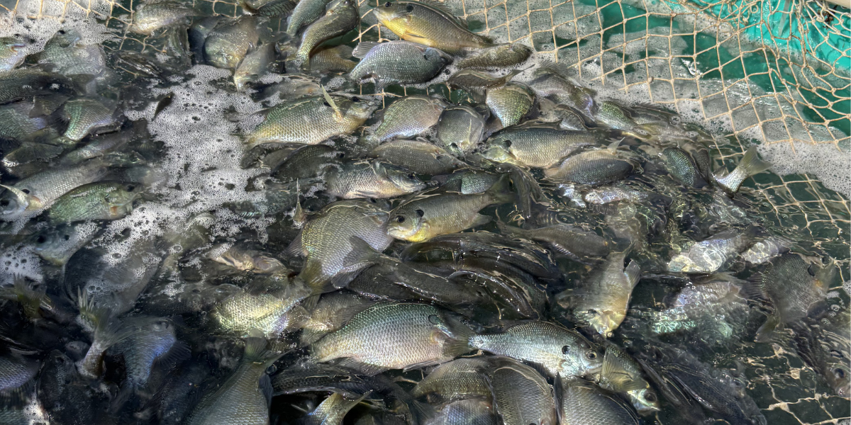 Fish Stocking, Feeding & Forage Articles from TLC Perfect Pond