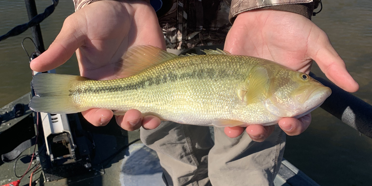 Largemouth Bass Management Articles from TLC Perfect Pond