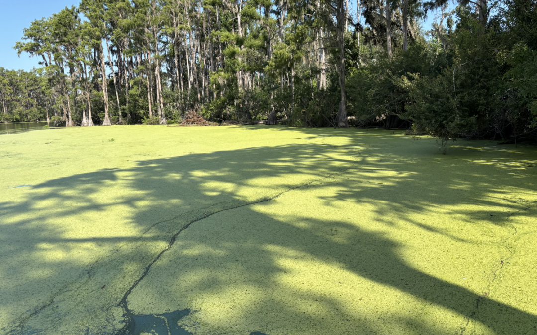 Excessive Duckweed in Ponds and Lakes