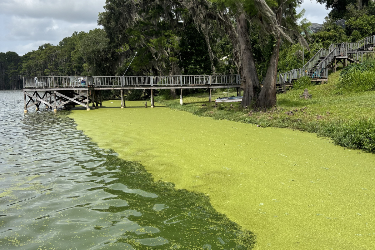 Excessive Duckweed in Ponds and Lakes