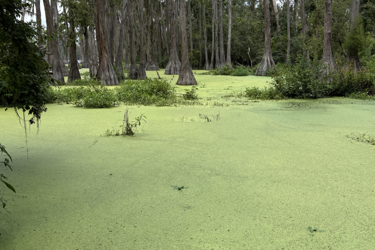 Excessive Duckweed in Ponds and Lakes