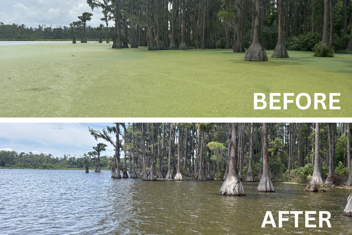 Excessive Duckweed in Ponds and Lakes