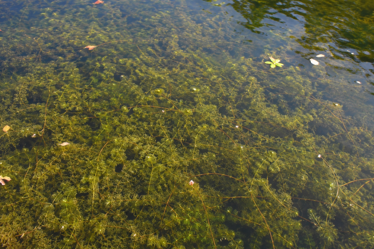 Watermilfoil in Ponds and Lakes