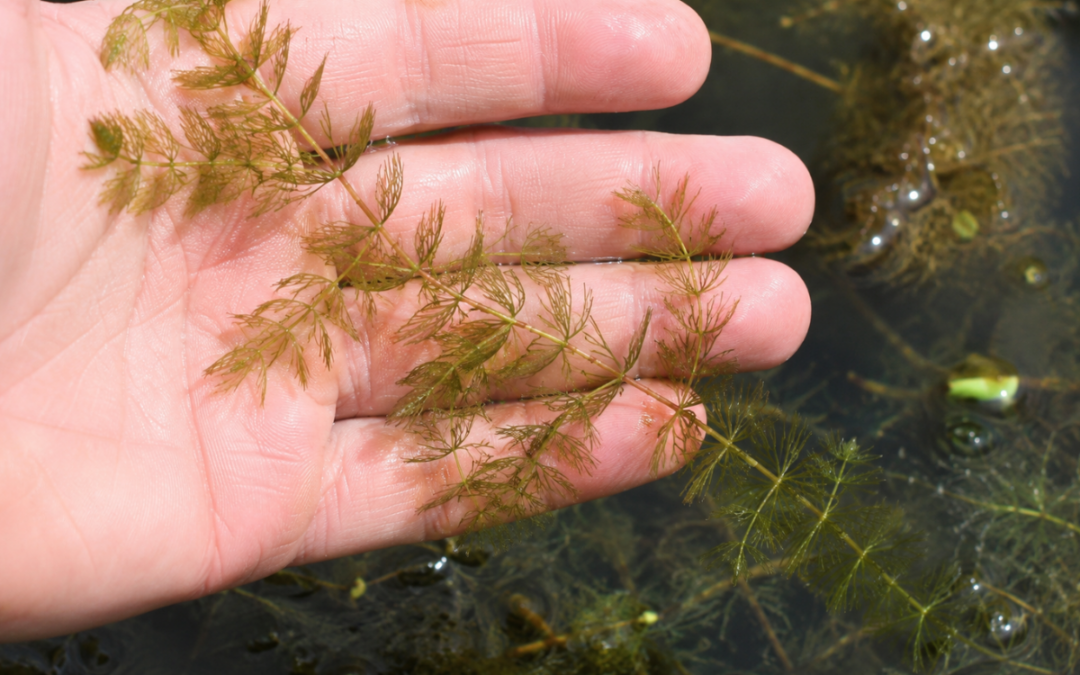 Watermilfoil in Ponds and Lakes