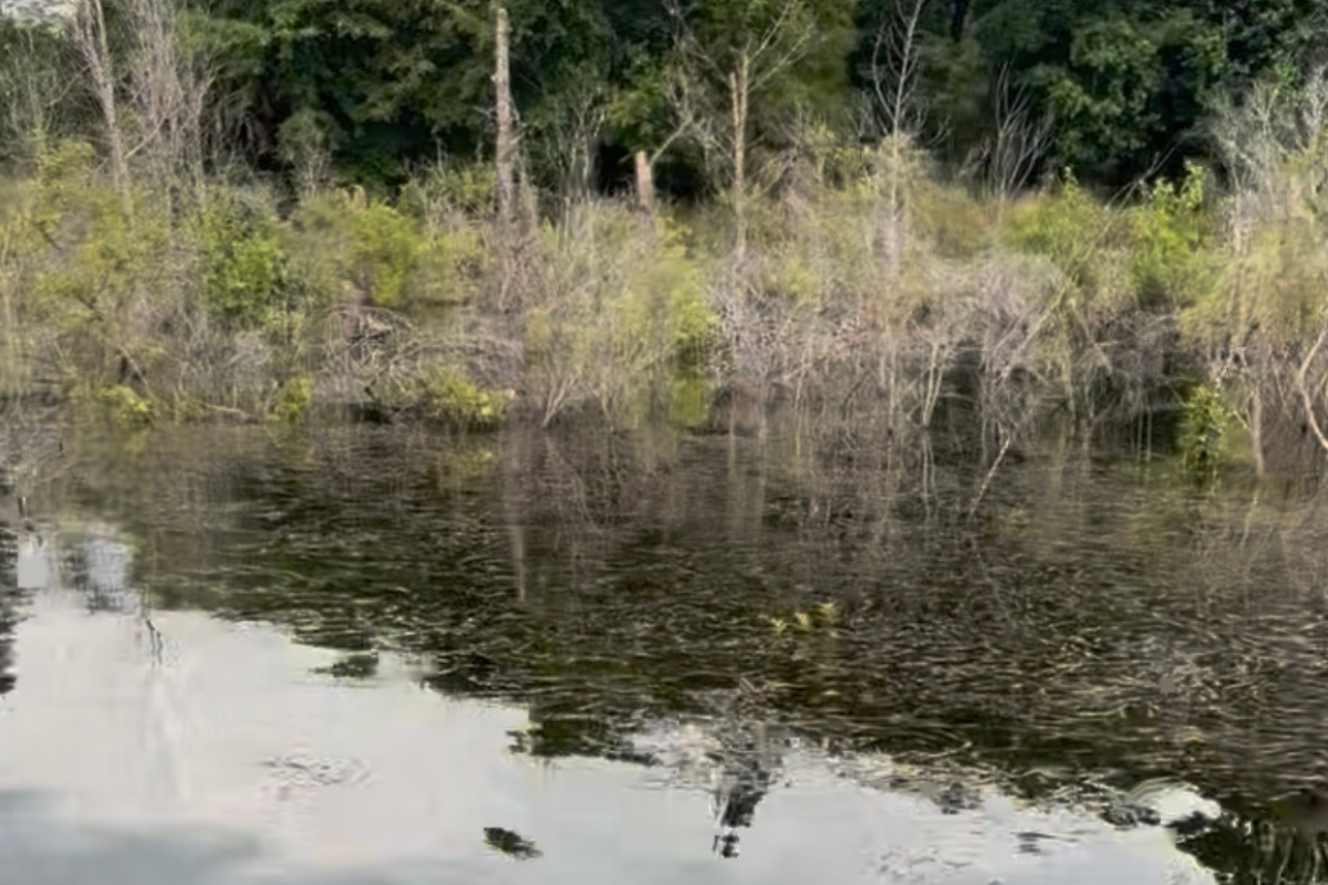 Watermilfoil in Ponds and Lakes