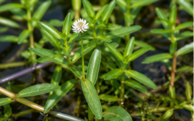 Alligatorweed in Ponds: Why This Aggressive Weed Can Be Difficult to Control
