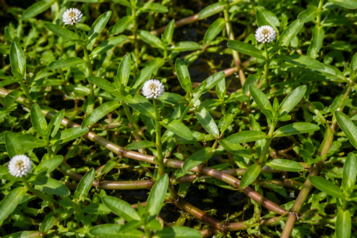 Alligatorweed in Ponds