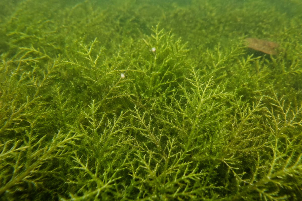 Chara aka Muskgrass in Ponds
