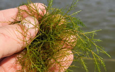 Chara (Muskgrass) in Ponds: When This Beneficial Plant Becomes a Problem