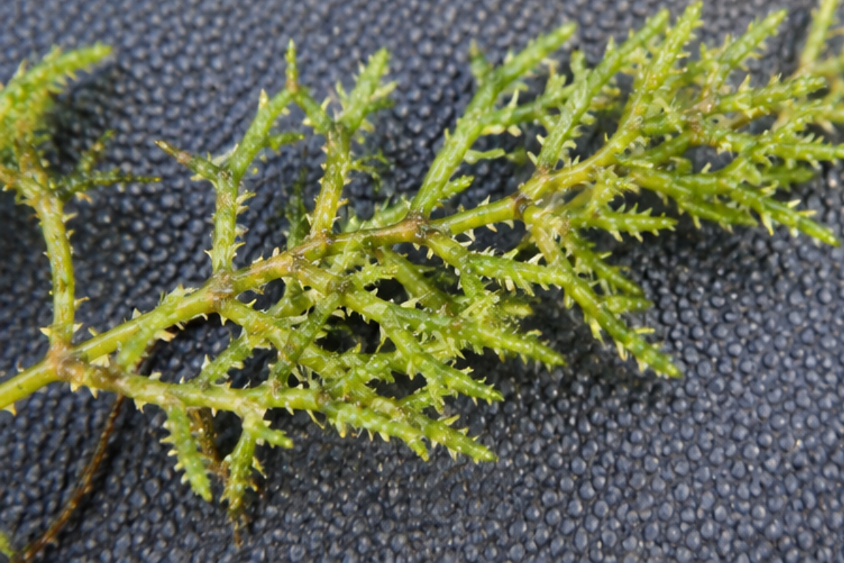 Chara aka Muskgrass in Ponds