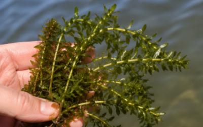 Hydrilla in Ponds: Why Early Management Is the Key to a Healthy Fishery