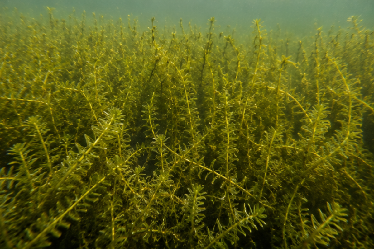 Hydrilla Management in Ponds & Lakes