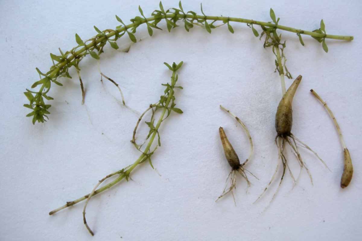 Hydrilla Management in Ponds & Lakes
