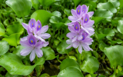 Water Hyacinth in Ponds: Why This Beautiful Plant Can Quickly Become a Serious Problem