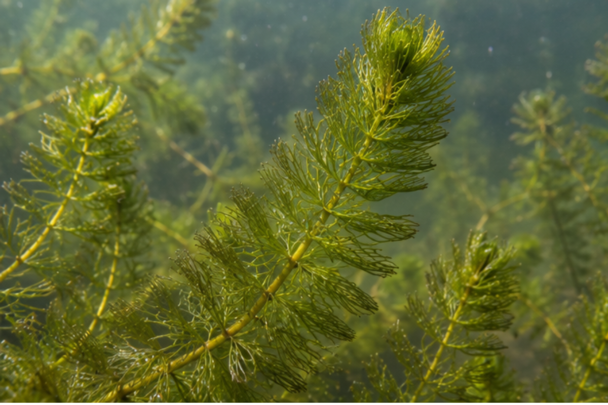 How to Manage Coontail Moss in Ponds