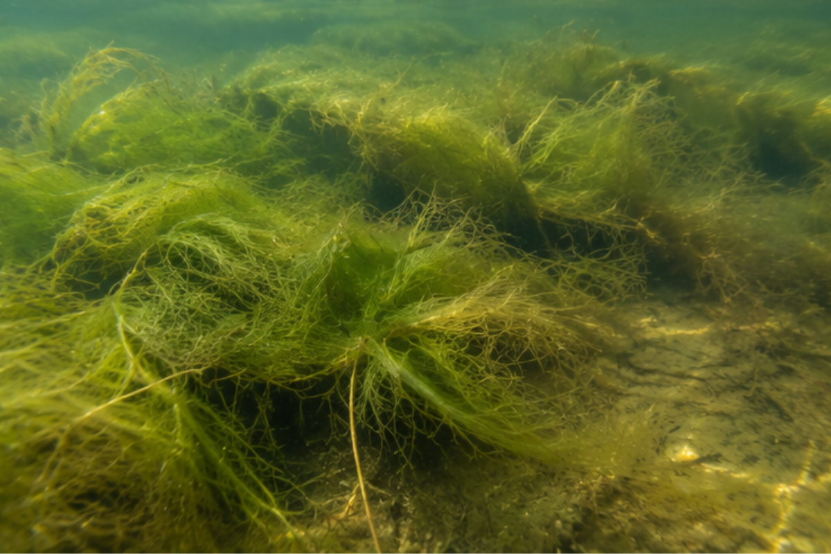 Pond Moss Management Practices